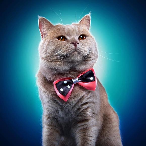 Meet your Posher, Crystal - Picture 1 of 1